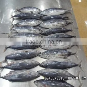 Skipjack Tuna thumbnail-3