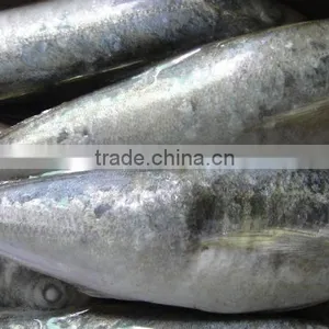 Frozen Horse Mackerel thumbnail-1