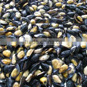 Half Shell Mussel thumbnail-1