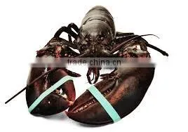 Atlantic Lobster - Live thumbnail-1
