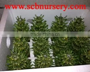 Lucky Bamboo Daracaena Sanderiana Tower Five Layer thumbnail-1