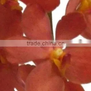 Fresh Cut Orchids, Mokara Orchids, Fresh Cut Stem thumbnail-1