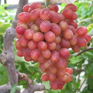 Red Barado Grape Seedlings Grape Vines thumbnail-1