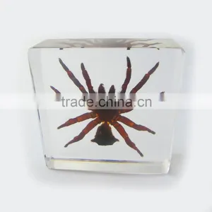 2016 New Design Wholesale Meaningful Promotional Gift Desk Decoration With Real Insect thumbnail-1