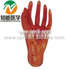 BIX-Y1014 Life-size Massage Acupuncture Points Hand Model thumbnail-1