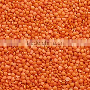 Fresh Indian Red Lentil thumbnail-1