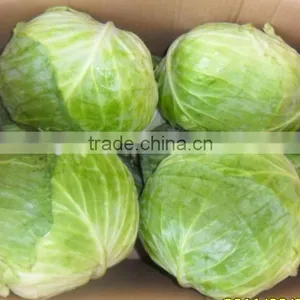 2014 Fresh Cabbage Hot Sale thumbnail-2