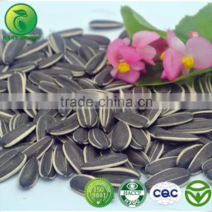 Chinese Sunflower Seeds 5009 Long Shape 270PCS/50G thumbnail-1