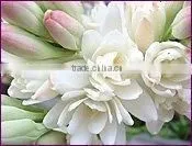 Fresh Tuberose Absolute thumbnail-1