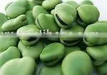 Light Green Broad Bean thumbnail-1