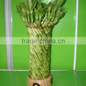 Fengshui Wheel Lucky Bamboo Air Bonsai Tree Dracaena Sanderiana Indoor Ornamental Aquatic Water Plants Nursery Garden Decoration thumbnail-4
