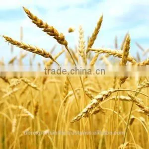 Wheat Germ Oil in Bulk thumbnail-1