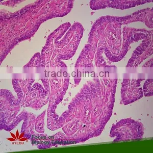 75pcs Anatomy Prepared Slides Set for School Teaching thumbnail-5