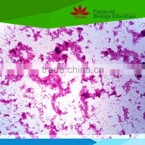 Individual Microbiology Microscope Prepared Slides thumbnail-6