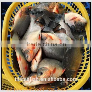 Fish Pomfret Whole Round thumbnail-1