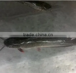 Live Frozen Catfish Farm Raised in China thumbnail-1