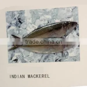 Frozen Whole Round Indian Mackerel for Sale thumbnail-1