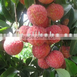 Chinese Fresh Lychee thumbnail-1