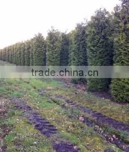 Thuja Brabant Occidentalis A Quality thumbnail-2