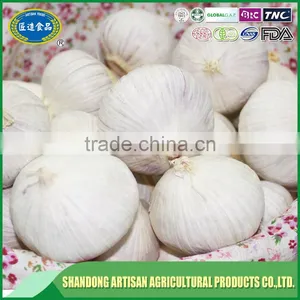 Fresh Solo Garlic thumbnail-3