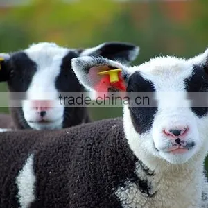 860-960mhz UHF RFID Livestock Ear Tag thumbnail-1