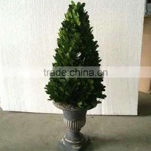 Potted Preserved Boxwood Ball Topiary Producer thumbnail-2