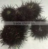 Live Sea Urchin thumbnail-3