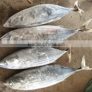 Canned Fish Skipjack Tuna Producer thumbnail-1