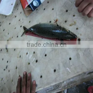 Frozen Fishing Suppliers Wholesale thumbnail-1