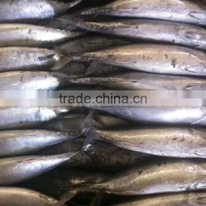 Frozen Bonito Tuna thumbnail-5