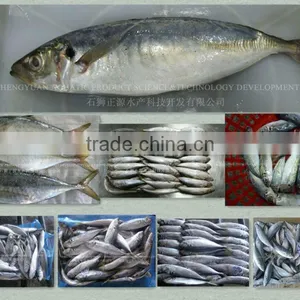 Light Catching Whole Round Scad/horse Mackerel to Export thumbnail-1
