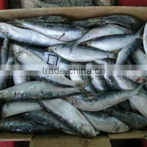 Frozen Sardine Fish 60-70 Frozen Seafood Exporters thumbnail-1