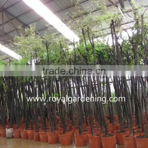 Grevillea Robusta Tropical Trees thumbnail-1
