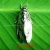 B109BW Bio-jewelry Brooch, Blockbuster thumbnail-1