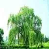 White Willow Bark Extract thumbnail-1
