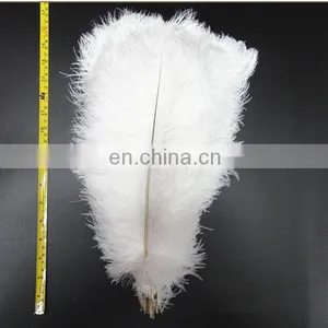 Ostrich Feather thumbnail-1