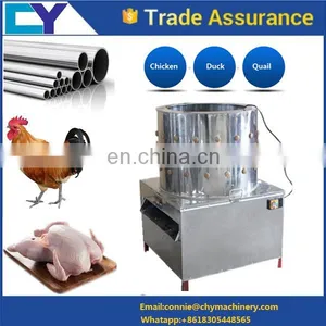 Chicken Parent Stock Supplier thumbnail-2