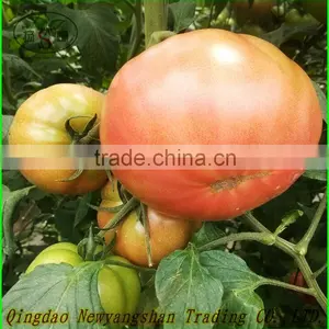 Fresh Tomatoes for Sale thumbnail-3