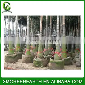 Wodyetia Bifurcata - Foxtail Palm Repotted (1) thumbnail-3