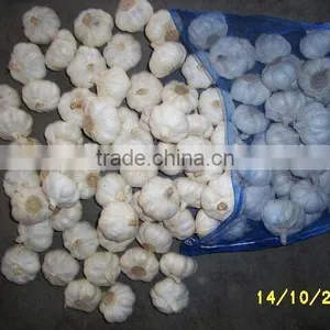 India King Garlic thumbnail-1
