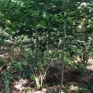 Price of Chinese Redbud Trees thumbnail-2