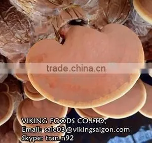 LINGZHI MUSHROOM/GANODERMA/LUCIDUM/REISHI FROM VIETNAM - BEST PRICE FROM VIETNAM thumbnail-2