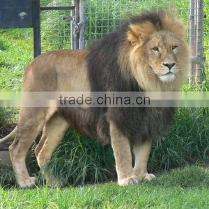 3D Lion Pictures Printing thumbnail-1