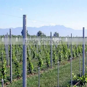 Galvanized Vineyard Trellis Post Grape Stakes thumbnail-1