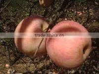 Gala Apple thumbnail-1