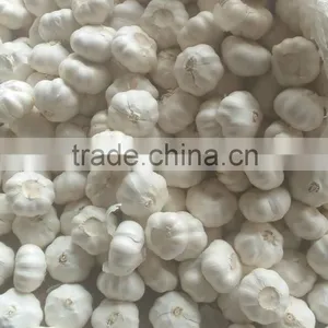 Chinese Pure White Garlic thumbnail-4