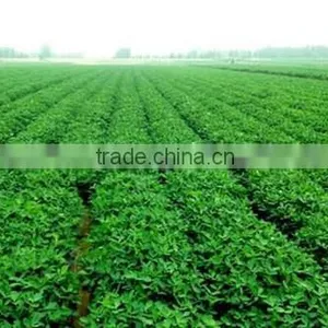 Recommend High Quality and Good Price Organic Delicious Roasted Peanuts thumbnail-1