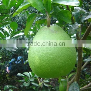 Grapefruit thumbnail-1