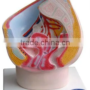 MEDICAL AND TEACHING MODEL-MODEL OF MEDIAN SAGITTAL SECTION OF FEMALE PELVIC CAVITY LM1145 thumbnail-1