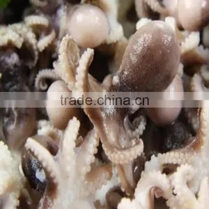 Fresh Frozen Baby Octopus thumbnail-1